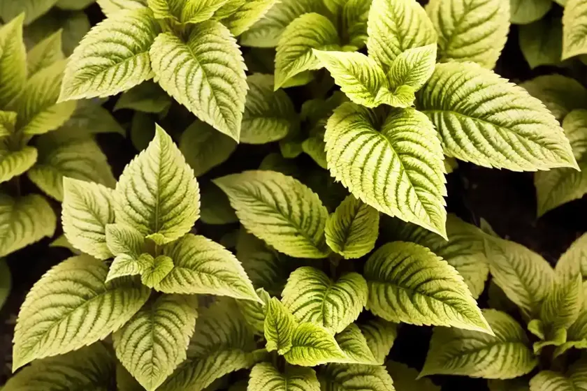 Solenostemon henna (coleus) — photo 3