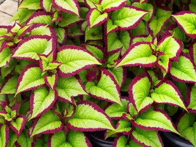 Solenostemon Henna (Coleus)