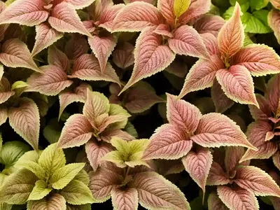 Solenostemon Lime Time� (Coleus)