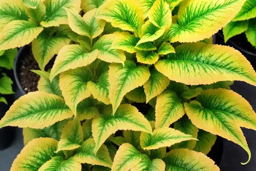 Solenostemon ‘pineapple’ (coleus) — photo 2