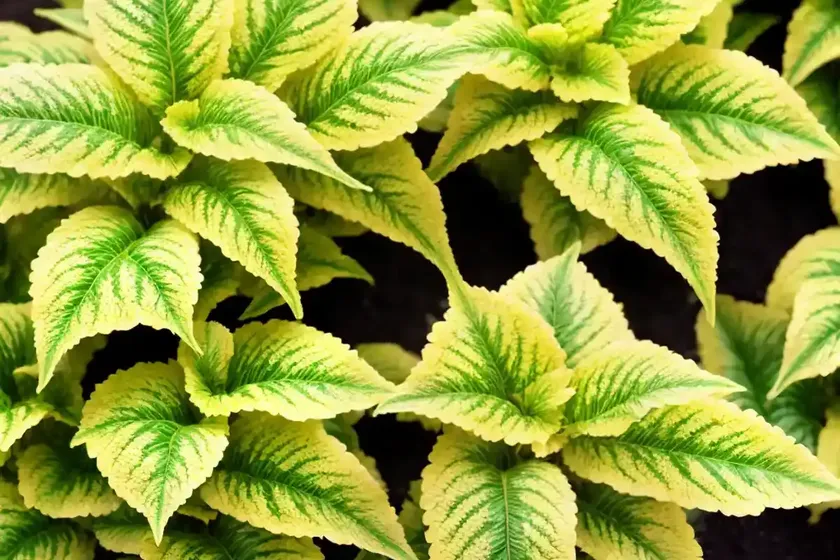 Solenostemon ‘pineapple’ (coleus) — photo 3