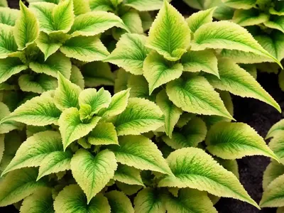 Solenostemon ‘Pineapple’ (Coleus)