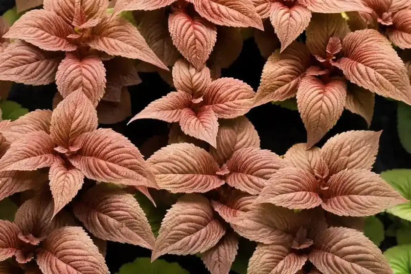 Solenostemon redhead (coleus) — photo 2