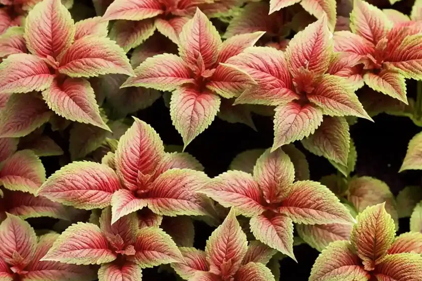 Solenostemon redhead (coleus) — photo 3
