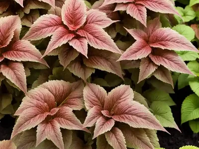 Solenostemon Redhead (Coleus)