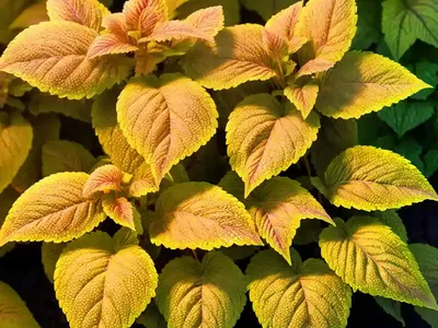 Solenostemon Sedona Sunset� (Coleus)