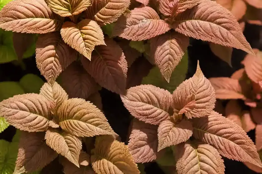 Solenostemon trusty rusty (coleus) — photo 2
