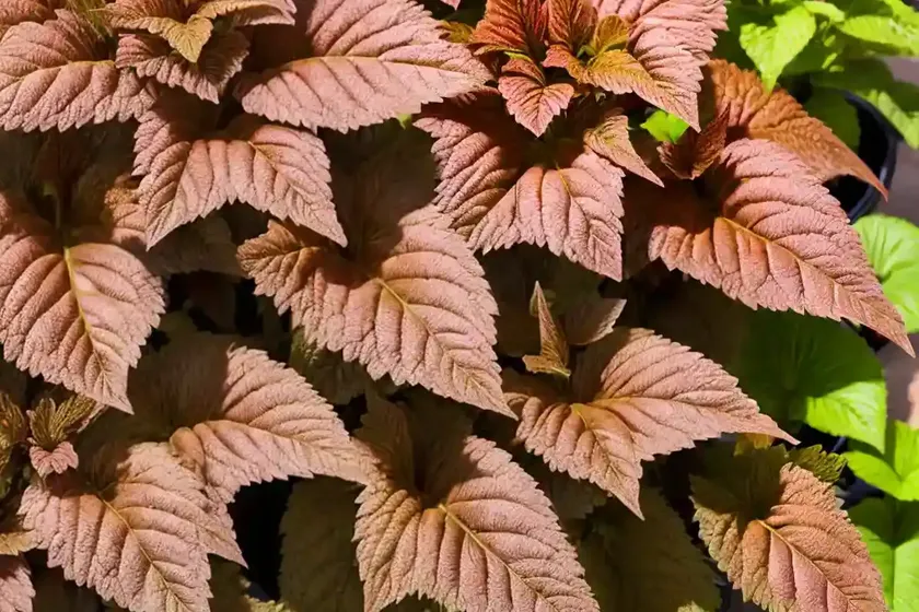 Solenostemon trusty rusty (coleus) — photo 3