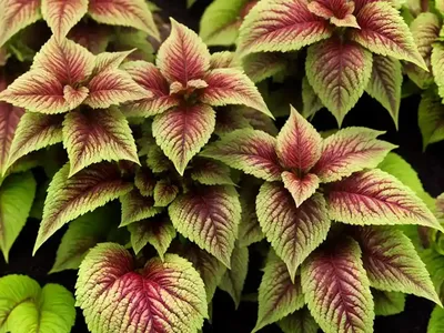 Solenostemon Trusty Rusty (Coleus)