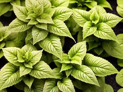 Solenostemon Wicked Witch� (Coleus)