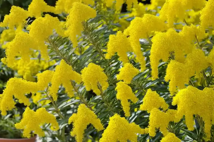 Solidago altissima (tall goldenrod) — photo 2