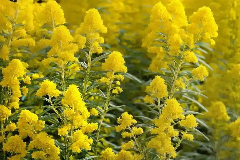 Solidago altissima (tall goldenrod) — photo 3