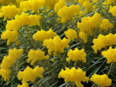 Solidago Altissima (Tall Goldenrod)