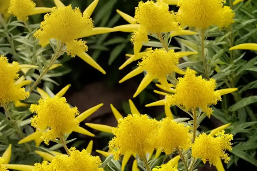 Solidago bicolor (white goldenrod) — photo 2