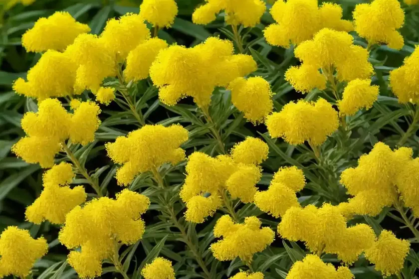 Solidago bicolor (white goldenrod) — photo 3