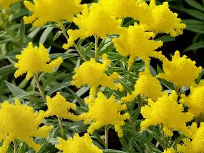 Solidago Bicolor (White Goldenrod)