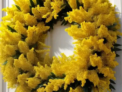 Solidago Caesia (Wreath Goldenrod)