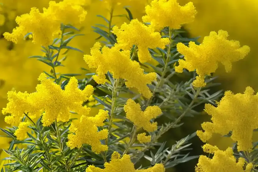 Solidago canadensis (canada goldenrod) — photo 2