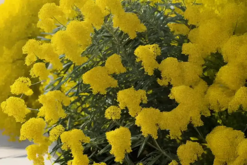 Solidago canadensis (canada goldenrod) — photo 3