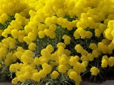 Solidago Canadensis (Canada Goldenrod)