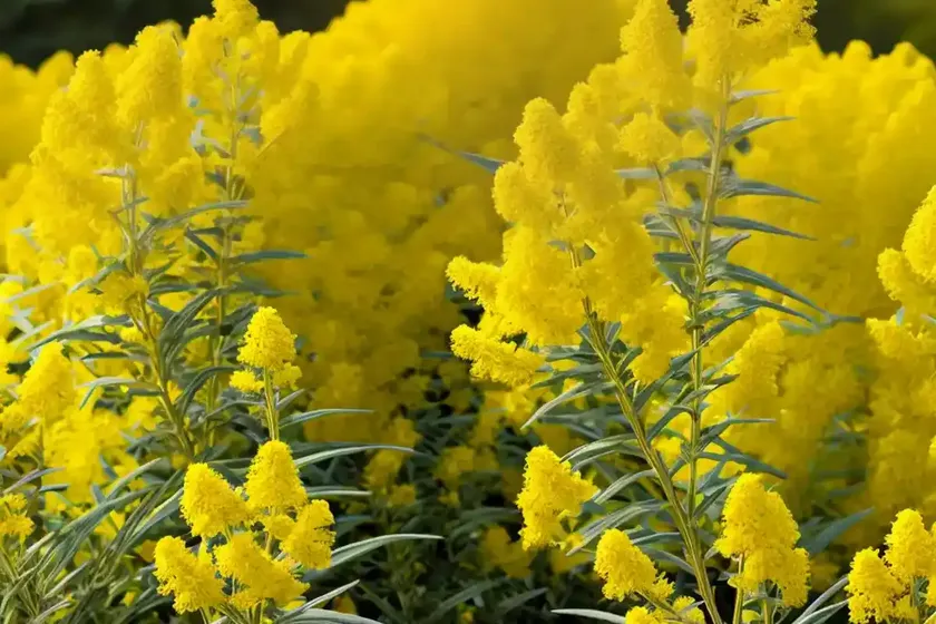 Solidago gigantea (early goldenrod) — photo 2