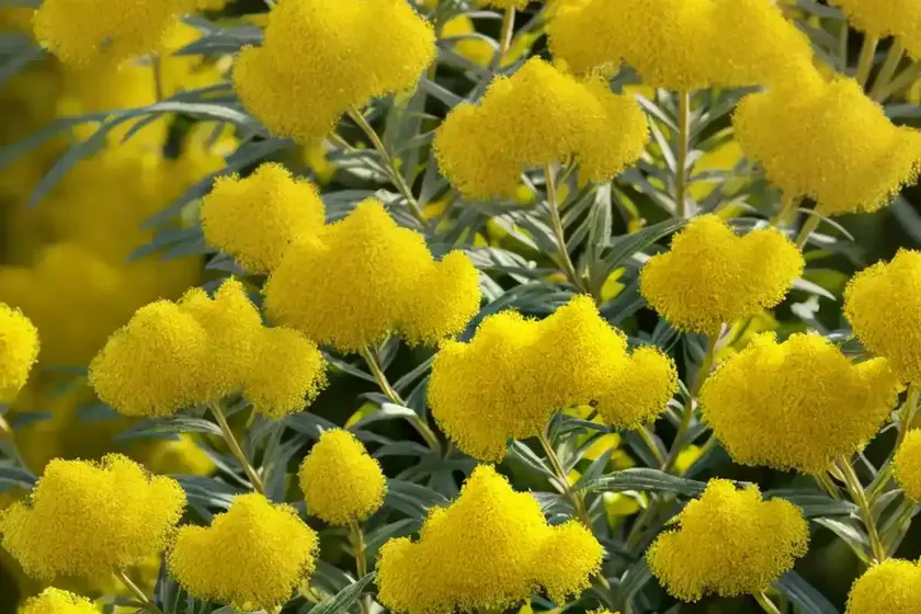 Solidago gigantea (early goldenrod) — photo 3