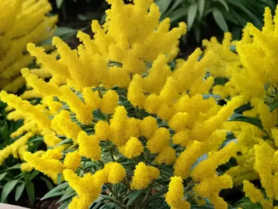 Solidago Gigantea (Early Goldenrod)