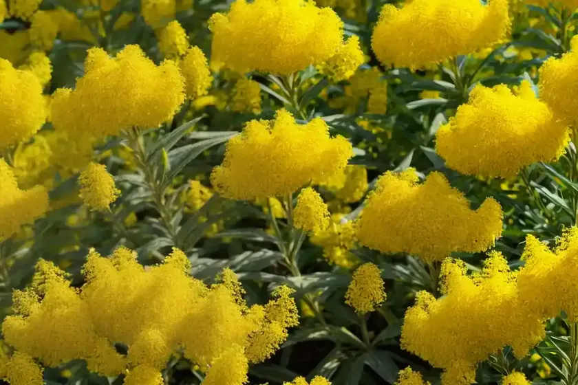 Solidago ‘goldenmosa’ (goldenrod) — photo 2