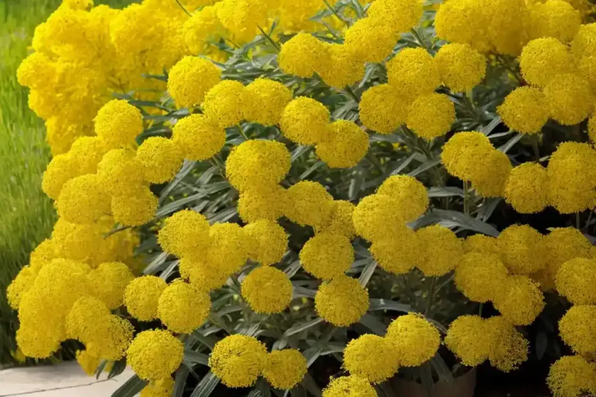 Solidago ‘goldenmosa’ (goldenrod) — photo 3