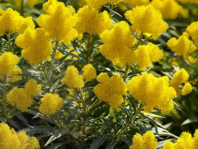 Solidago ‘Goldenmosa’ (Goldenrod)