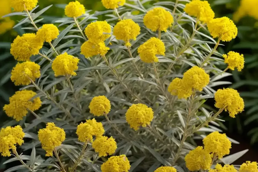 Solidago nemoralis (gray goldenrod) — photo 2