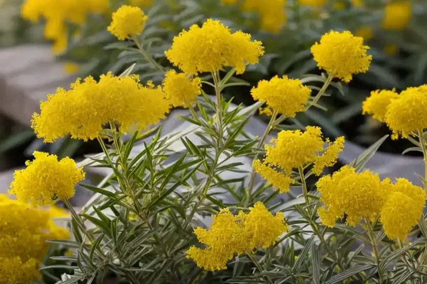 Solidago nemoralis (gray goldenrod) — photo 3