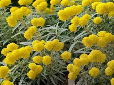 Solidago Nemoralis (Gray Goldenrod)