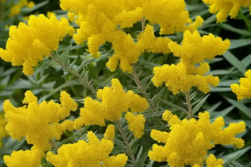 Solidago odora (sweet goldenrod) — photo 2