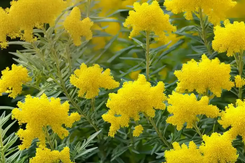 Solidago odora (sweet goldenrod) — photo 3
