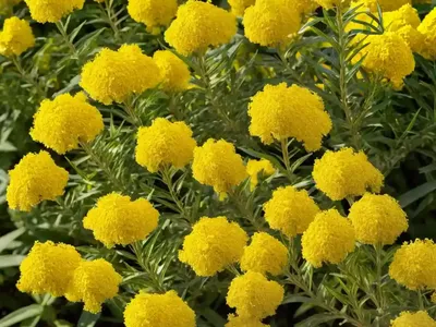 Solidago Odora (Sweet Goldenrod)