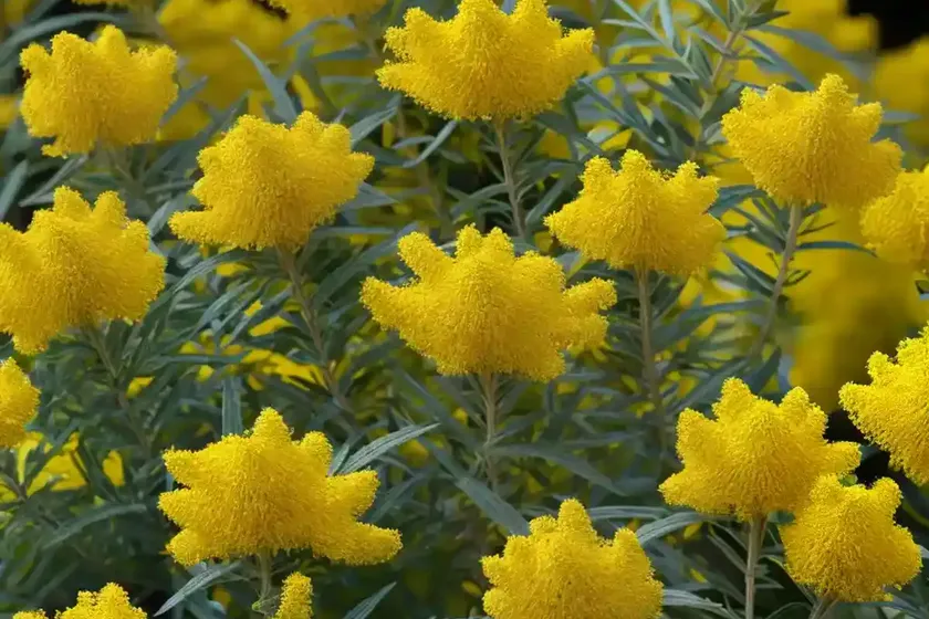 Solidago rugosa ‘fireworks’ (rough goldenrod) — photo 2