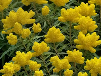 Solidago Rugosa ‘Fireworks’ (Rough Goldenrod)