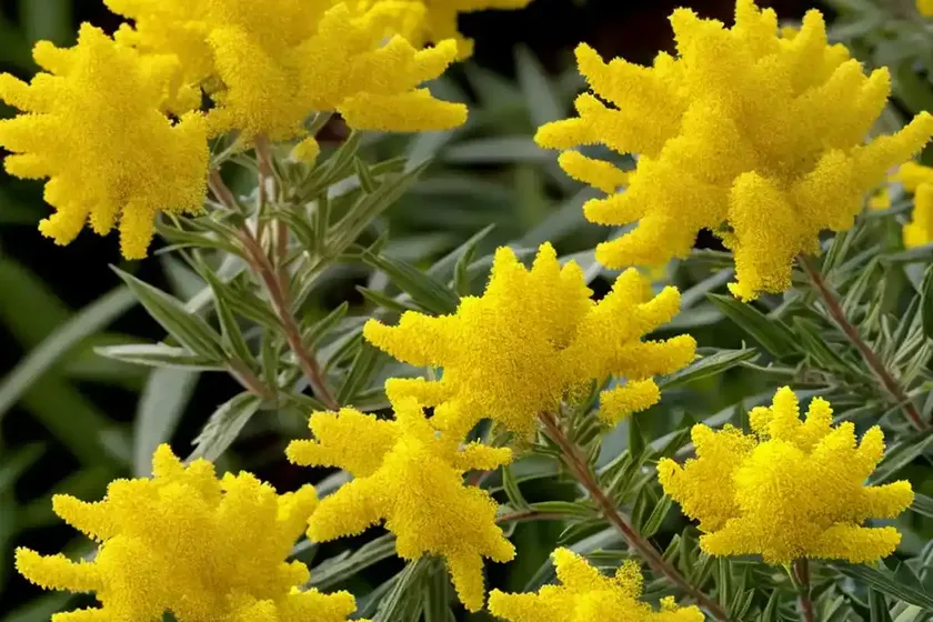 Solidago rugosa (rough goldenrod) — photo 2