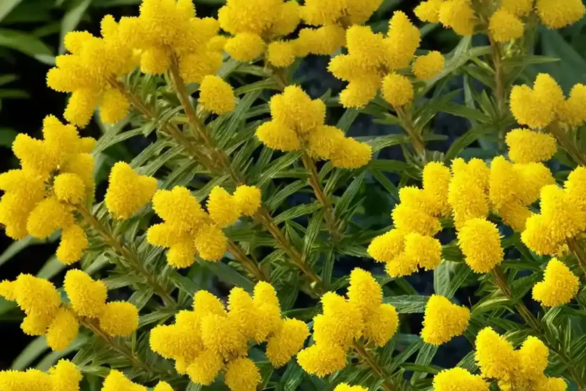 Solidago rugosa (rough goldenrod) — photo 3