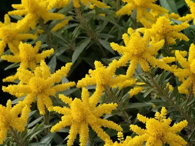 Solidago Rugosa (Rough Goldenrod)