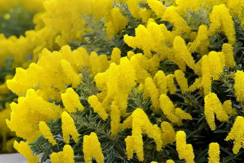 Solidago sempervirens (seaside goldenrod) — photo 2