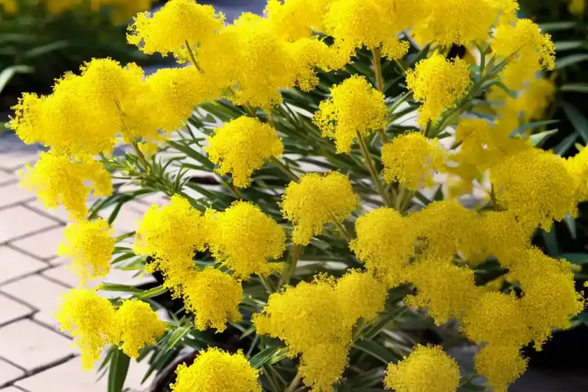 Solidago sempervirens (seaside goldenrod) — photo 3