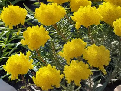 Solidago Sempervirens (Seaside Goldenrod)