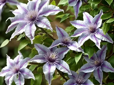 Solitary Clematis (Clematis Integrifolia)