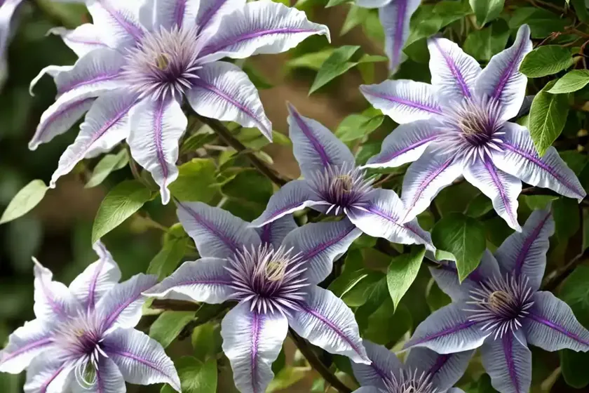 Solitary clematis (clematis integrifolia)