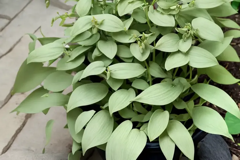 Solomon’s seal (polygonatum biflorum) — photo 2