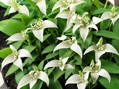 Solomon’s Seal (Polygonatum Biflorum)
