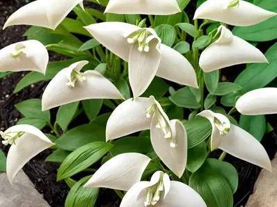 Solomon’s Seal (Polygonatum Odoratum ‘Byakko’)