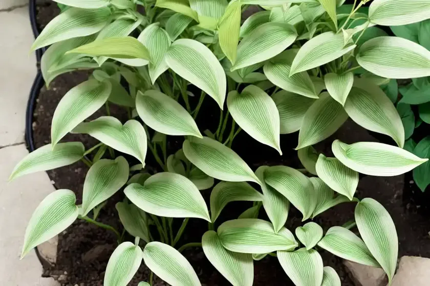 Solomon’s seal (polygonatum odoratum var. pluriflorum ‘variegatum’) — photo 2